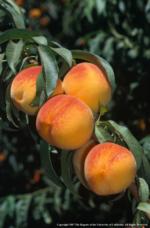 Peach_Fruit_001