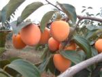 Dried_persimmon
